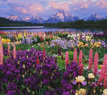 Iris and Lupine garden and Teton Range at Oxbow Bend, Wyoming, Digital Composite von Danita Delimont