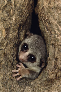 Fat-tailed dwarf lemur in tree hole, Cheirogaleus medius, Madagascar von Danita Delimont