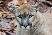 Cougar, mountain lion, Florida panther by Danita Delimont