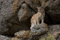 Puma, aka Mountain Lion or Cougar von Danita Delimont