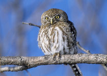 Africa, Zimbabwe. Close-up of pearl spotted owl on branch. Credit as von Danita Delimont