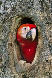 Scarlet macaw in tree nest, Ara macao, Tambopata National Reserve, Peru von Danita Delimont