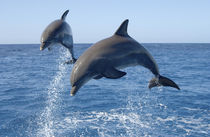 Atlantic Bottlenose Dolphin, Roatan Institute of Marine Science von Danita Delimont