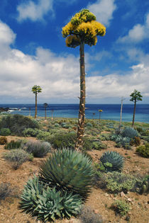 Century plant (Parry's agave), Agave parryi, Cedros Island by Danita Delimont