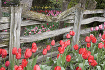 WA, Skagit Valley, Roozengaarde Tulip Garden, Tulips and wood fence by Danita Delimont