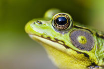 North America, USA, New Jersey, Far Hills, Leonard J. Buck Garden.  Green Frog von Danita Delimont