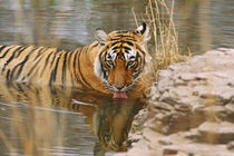 Royal Bengal Tiger drinking in the forest pond, Ranthambhor National Park, India von Danita Delimont
