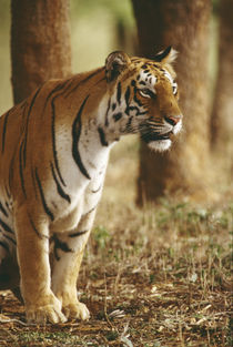 Bengal tiger, Panthera tigris tigris, India by Danita Delimont