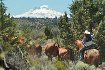 Cowboy,Central Oregon,USA von Danita Delimont