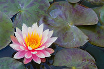 USA, California, Napa Valley, Water lilies in pool at Darioush Winery. von Danita Delimont