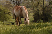 Horse grazing in meadow, Cades Cove by Danita Delimont