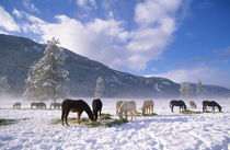 Horses feeding on hay in the winter snow, Methow Valley, Washington State, USA by Danita Delimont