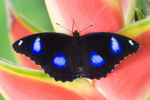 Sammamish Washington Tropical Butterflies by Danita Delimont