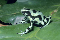 Poison Dart Frog, (Dendrobates auratus) Cahuita National Park, Costa Rica. von Danita Delimont