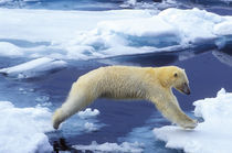  Arctic,Svalbard,Polar Bear von Danita Delimont