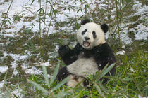 Panda eating bamboo on snow, Wolong, Sichuan, China von Danita Delimont