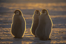 Emperor Penguins, (Aptenodytes forsteri), Chicks at Atka Bay, Antarctica. von Danita Delimont