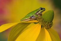 Pacific tree frog on flowers in our garden, Sammamish Washington von Danita Delimont