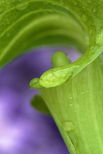 Close-up of Jack-in-the-Pulpit with violet background. Credit as by Danita Delimont