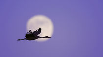 USA, New Mexico, Bosque del Apache National Wildlife Refuge von Danita Delimont