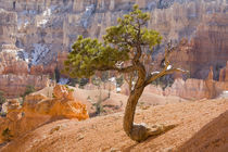 UT, Bryce Canyon National Park, Limber Pine tree von Danita Delimont