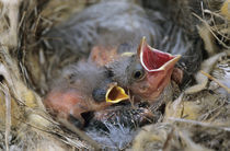 Bronzed Cowbird, Molothrus aeneus von Danita Delimont