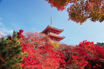 Asia, Japan, Kyoto. Autumn Colour von Danita Delimont