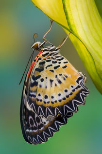 Sammamish Washington Tropical Butterflies photograph of Leopard Butterfly by Danita Delimont