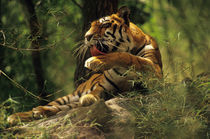 Bengal tiger licking paw, Panthera tigris tigris, Western Ghats, India by Danita Delimont