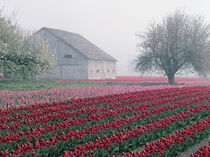 Red and pink tulips greet the day on a misty April morning in the Skagit Valley by Danita Delimont