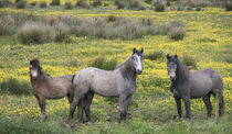 In Western Ireland, three horses with long manes by Danita Delimont