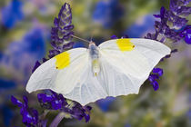 Sammamish Washington Tropical Butterflies photograph of Anteos clorinde von Danita Delimont
