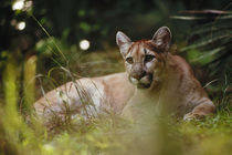 Florida panther, Puma concolor coryi, Florida by Danita Delimont