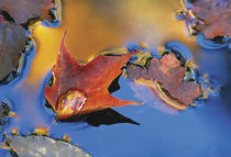 USA,Northeast,Maple Leaf in Reflection Floating Down Stream. Credit as von Danita Delimont