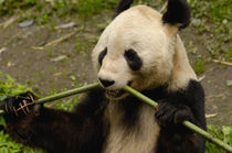 Giant panda (Ailuropoda melanoleuca) Family von Danita Delimont