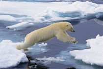  Arctic,Svalbard,Polar Bear by Danita Delimont