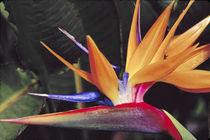 N.A., USA, Maui, Hawaii.  Bird of Paradise plant. von Danita Delimont