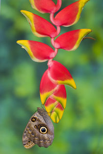 Sammamish Washington Tropical Butterflies,, by Danita Delimont