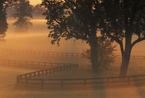 NA, USA, Kentucky Foggy sunrise on Kentucky horse farms von Danita Delimont