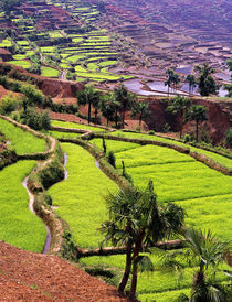 Asia, China, Yunnan, Honghe.  Rice terraces near Jiayin Village. by Danita Delimont