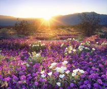 USA, California, Anza-Borrego Desert State Park von Danita Delimont