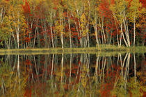 Fall Foliage and Birch Reflections, Council Lake, MICHIGAN by Danita Delimont