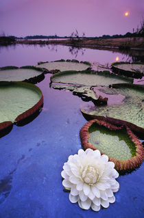 Giant water lily, Victoria regia, Paraguay River, Pantanal, Brazil by Danita Delimont