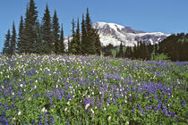 USA, Washington State, Mt Rainier NP by Danita Delimont