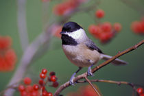 Carolina Chickadee von Danita Delimont