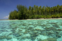 South Pacific, French Polynesia, Moorea von Danita Delimont