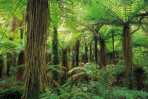 Katote tree ferns, Westland National Park, New Zealand by Danita Delimont