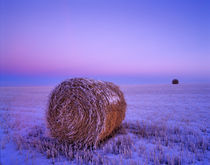 Winter Straw Bales near Cartwright North Dakota von Danita Delimont