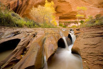 Cottonwoods in Autumn, Coyote Gulch, Glen Canyon National Recreation Area by Danita Delimont