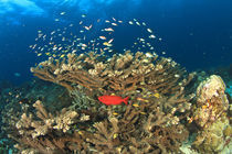 Banda Sea, Kadola Island, Lucipara Group von Danita Delimont